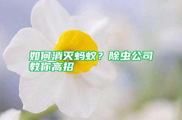 如何消滅螞蟻？除蟲公司教你高招