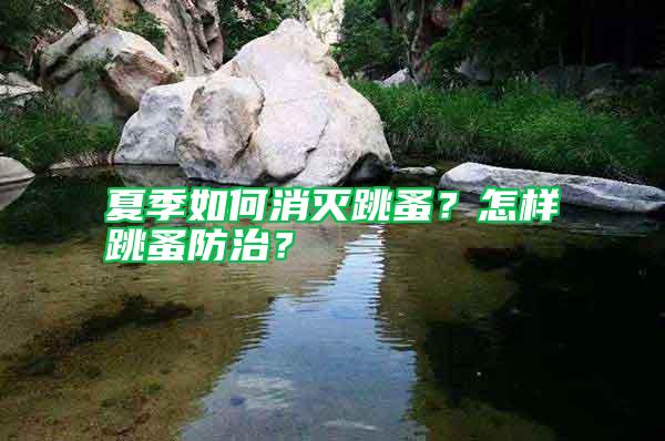 夏季如何消滅跳蚤？怎樣跳蚤防治？