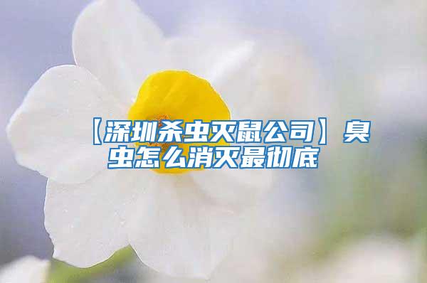 【深圳殺蟲滅鼠公司】臭蟲怎么消滅最徹底