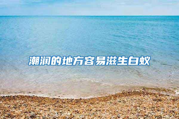 潮潤的地方容易滋生白蟻