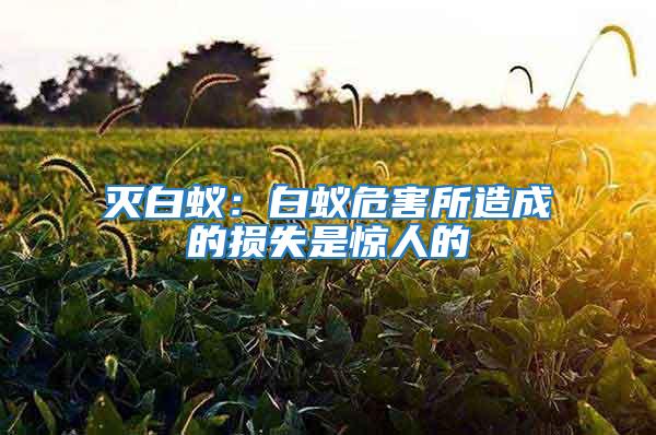 滅白蟻：白蟻危害所造成的損失是驚人的