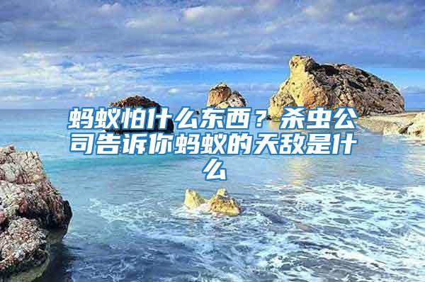 螞蟻怕什么東西？殺蟲公司告訴你螞蟻的天敵是什么