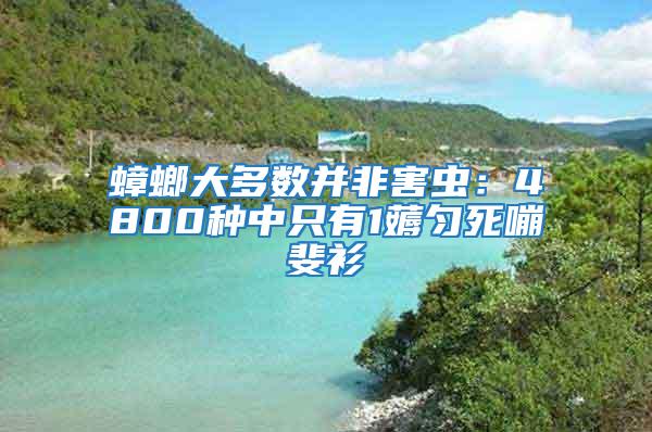 蟑螂大多數(shù)并非害蟲：4800種中只有1薅勻死嘣斐衫