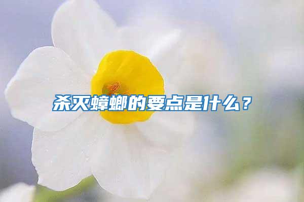 殺滅蟑螂的要點是什么？