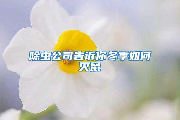 除蟲公司告訴你冬季如何滅鼠