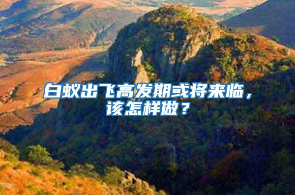 白蟻出飛高發(fā)期或?qū)?lái)臨，該怎樣做？