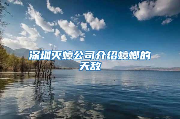 深圳滅蟑公司介紹蟑螂的天敵