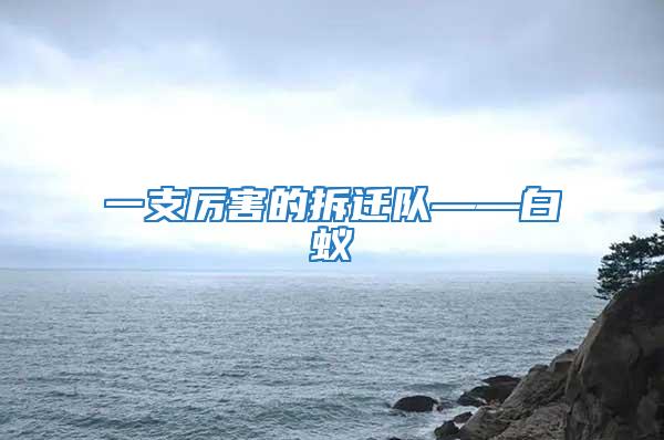 一支厲害的拆遷隊(duì)——白蟻