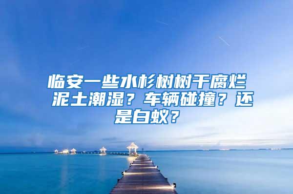 臨安一些水杉樹樹干腐爛 泥土潮濕？車輛碰撞？還是白蟻？