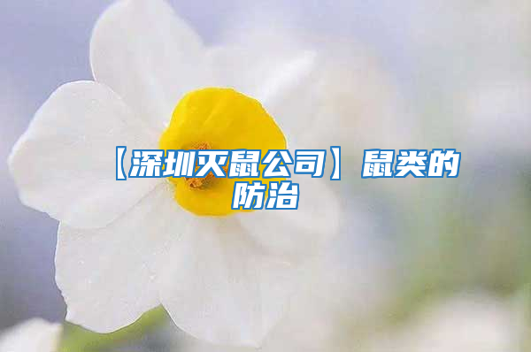 【深圳滅鼠公司】鼠類的防治