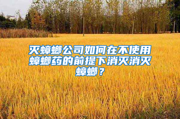 滅蟑螂公司如何在不使用蟑螂藥的前提下消滅消滅蟑螂？