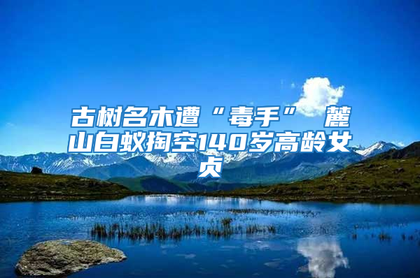 古樹名木遭“毒手” 麓山白蟻掏空140歲高齡女貞