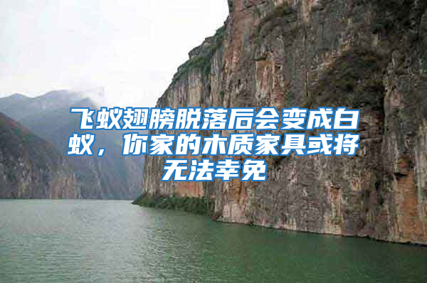 飛蟻翅膀脫落后會變成白蟻，你家的木質(zhì)家具或?qū)o法幸免